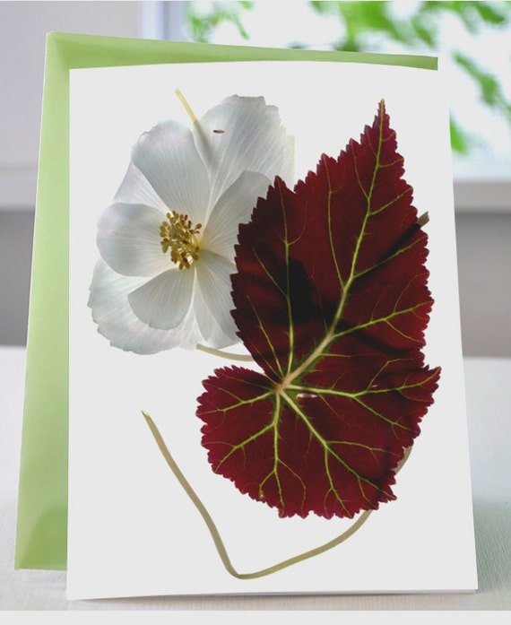 Floral Note Card White Begonia with Leaf Note Card