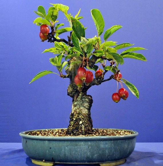 Heirloom 20 European Crab Apple Seeds Malus micromalus Midget