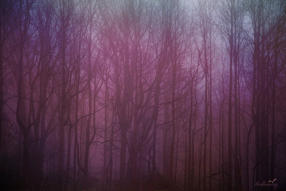 Forest Glow in Pink Nature Photography Dreamy Surreal