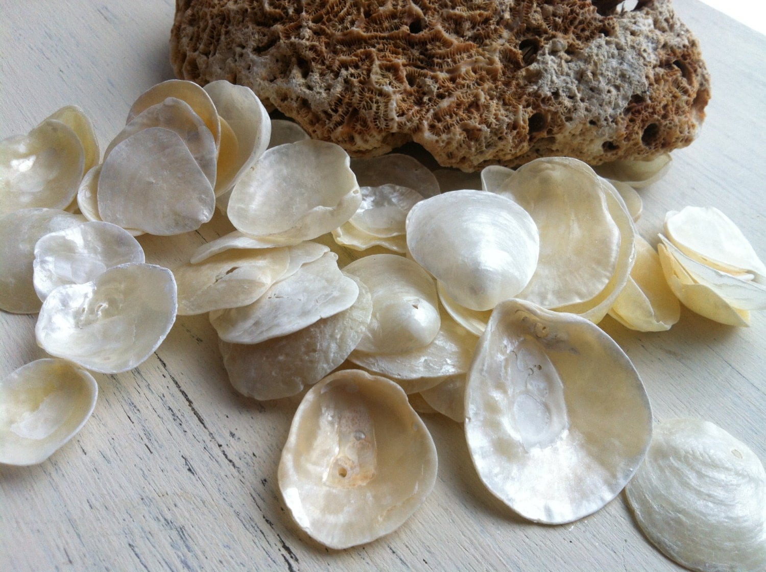 50 Shiny Iridescent White Yellow Jingle Sea Shells by patsytroxell
