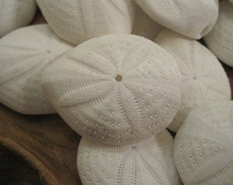 Puffy Sand Dollars (3) - Seashell Supply - Seashells - Sand Dollar - Seashell craft supply - Beach Wedding
