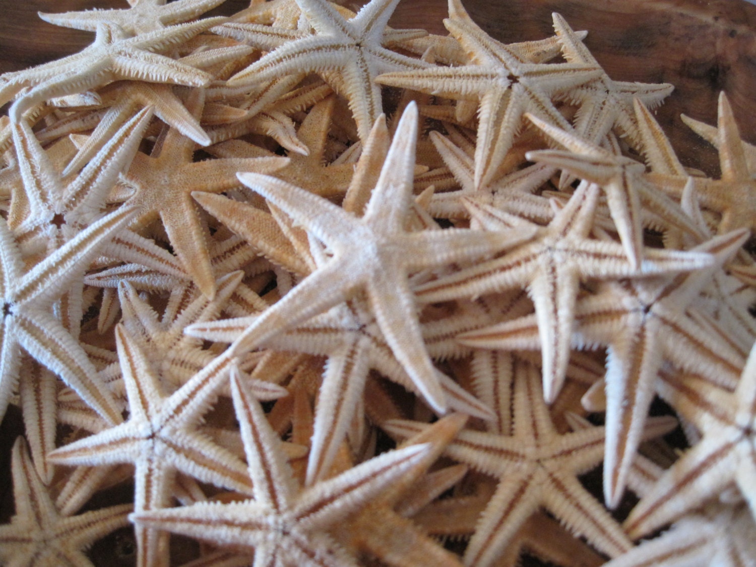 Beach Decor Natural Philippine Mini Starfish 10 Starfish with Starfish Home Decor