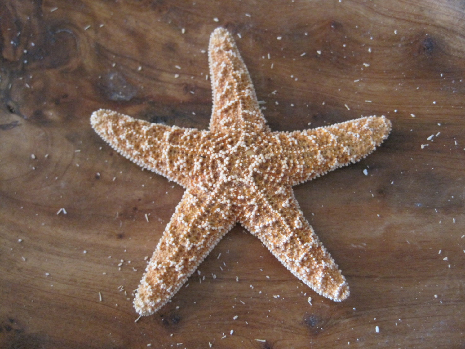 Small Sugar Starfish 2 3 6 PC Starfish