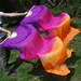 1 pair Chinese belly dance silk fan veil, purple-pink-orange, 36" x approx 60"