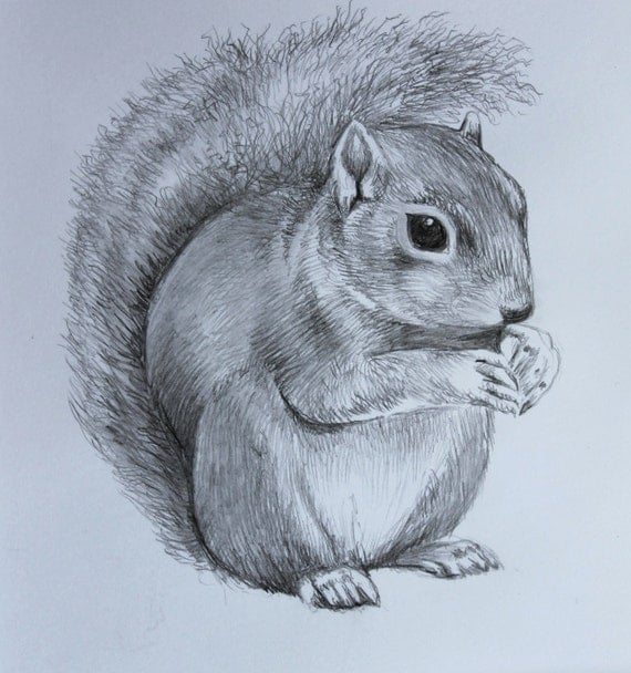 Squirrel Pencil Drawing: A Step-by-Step Guide for Beginners