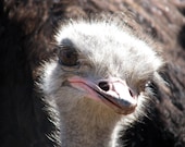 Curious Ostrich Digital Download