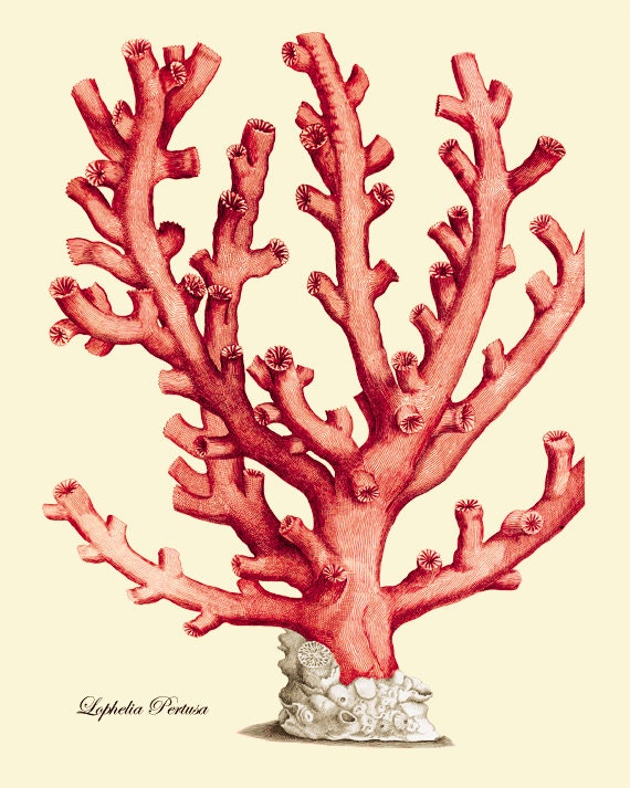 Red sea coral art print Vintage old prints Ocean Decor beach
