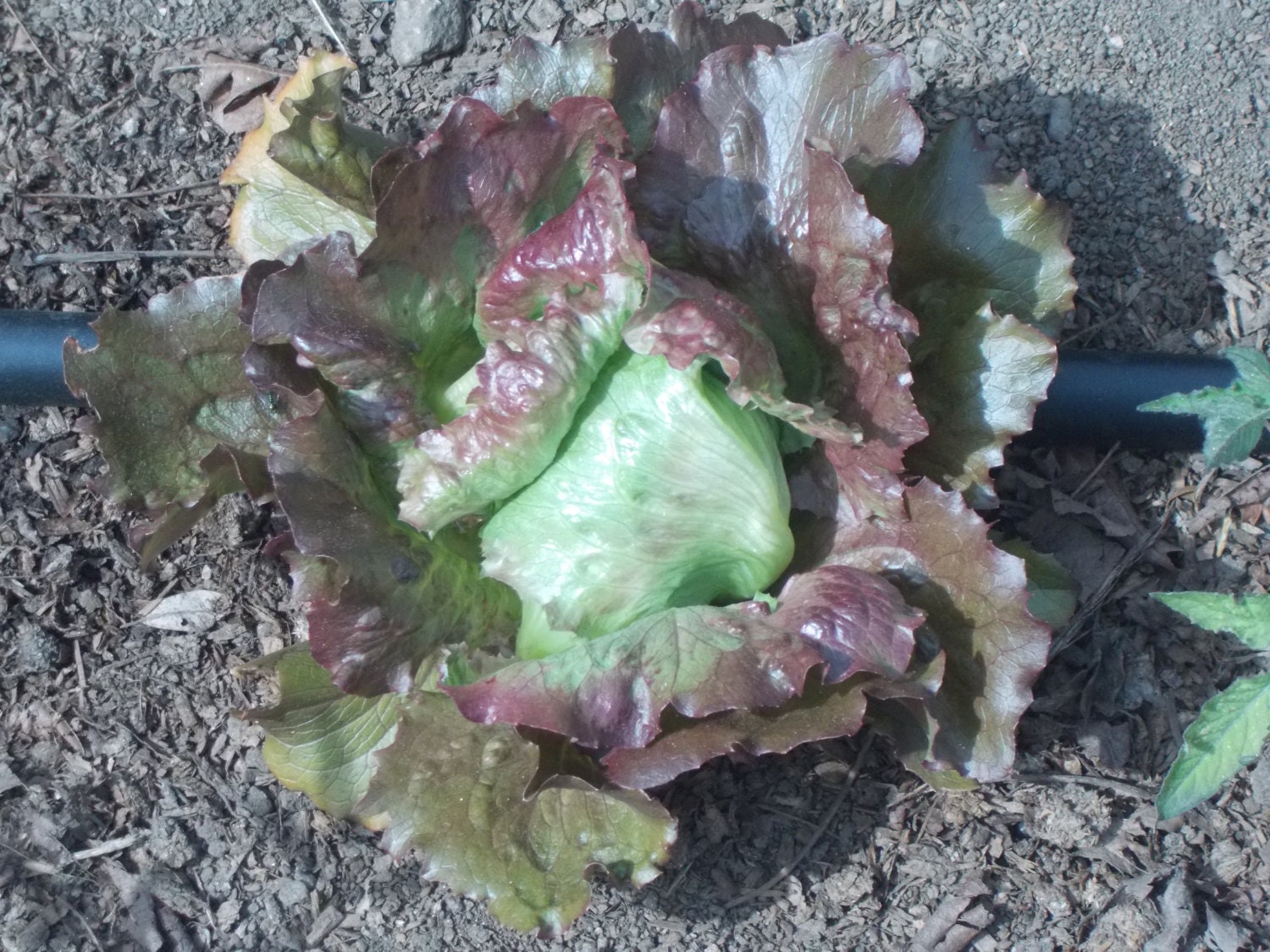 SALE Mixed Lettuce Seed Spring Mix mescalin seeds Organic