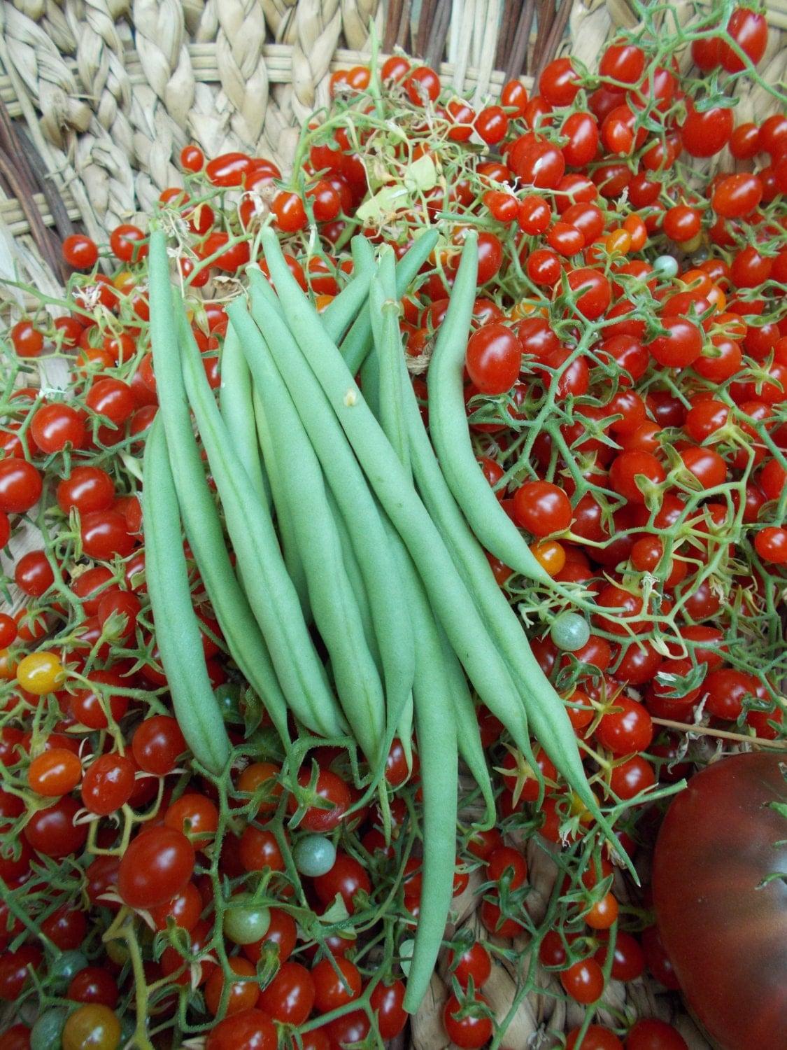 French Bean Seeds Haricot Verts Bean Seeds Yellow and Green