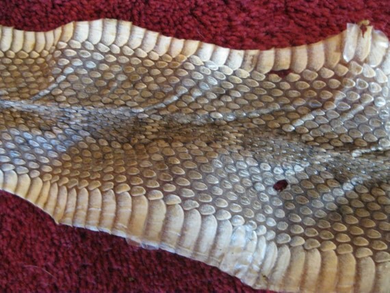 Items Similar To Diamond Back Rattlesnake Skin Tanned Rattle Snake Rattler Buttons
