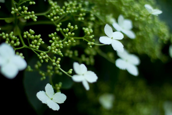 White Hydrangea Print, Wall art