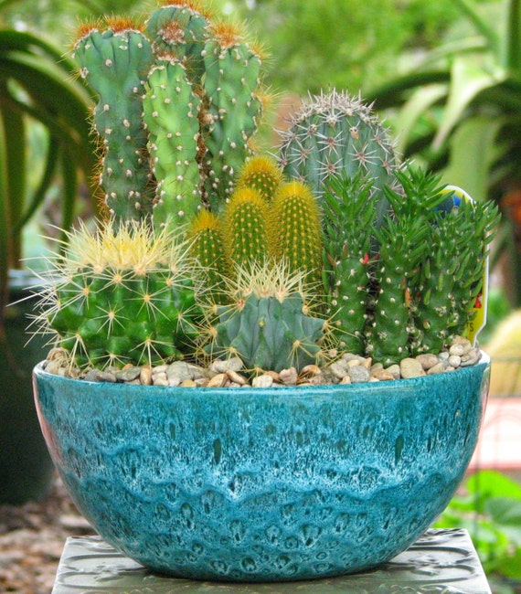 Desert Cactus Dish Garden Mega 10 inch Glazed Pot by CactusLimon