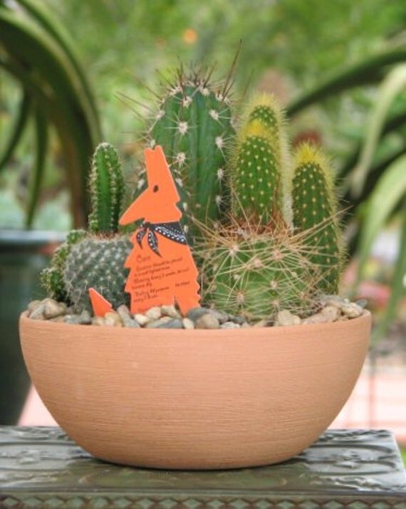 Desert Cactus Dish Garden 8 inch Terra Cota Pot
