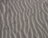 Bird Tracks in the Sand, 8 X 10 photograph, Beach art, abstract, fine art photographic print