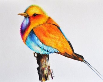 Original Drawing Realistic Colored Pencil Bird Cute Robin