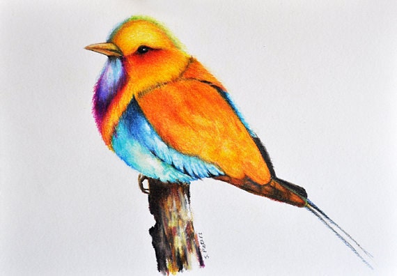 oiseau exotique 2 couleur dessin