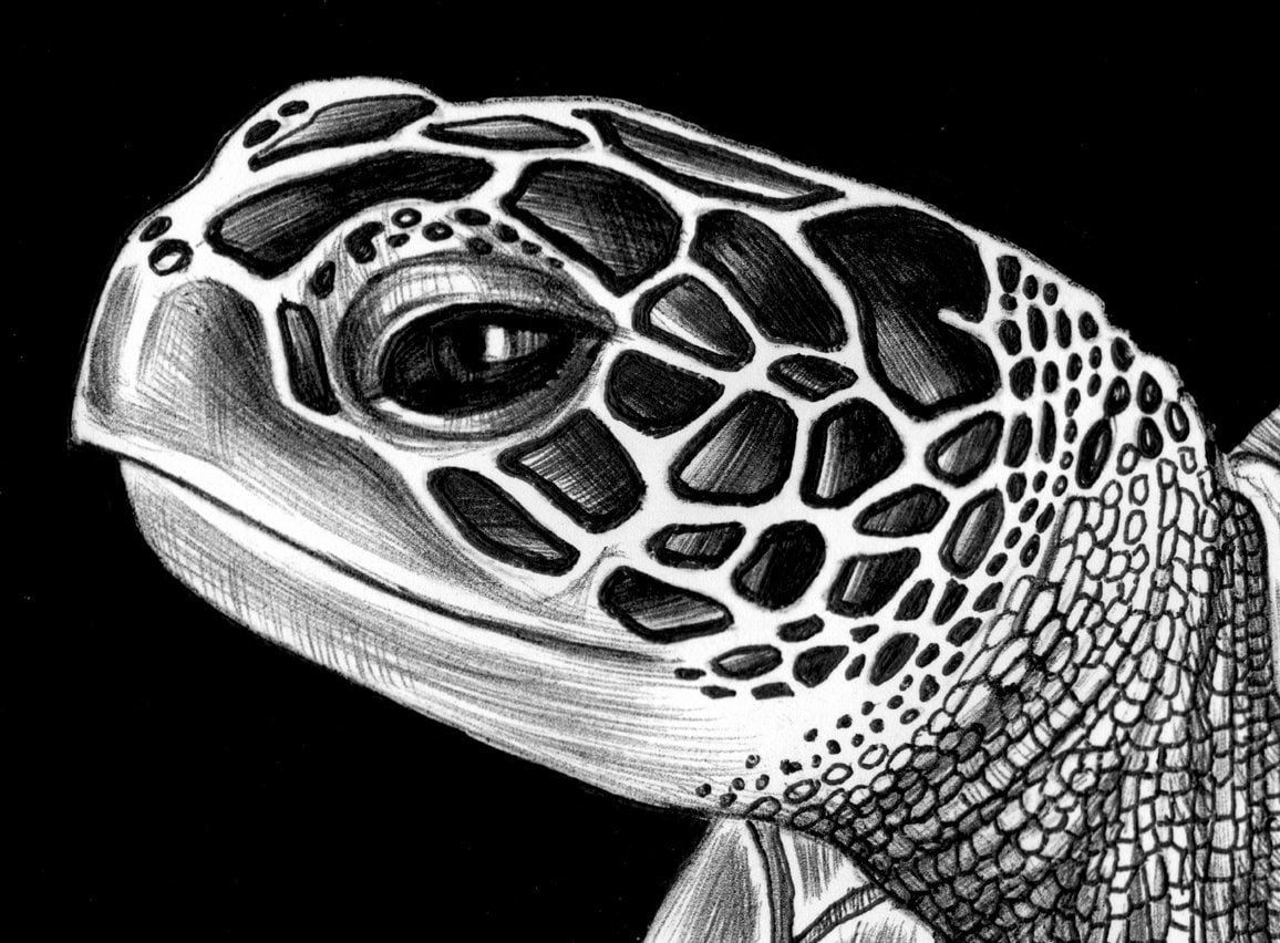 Sea Turtle Ink Drawing. Signed by Artist