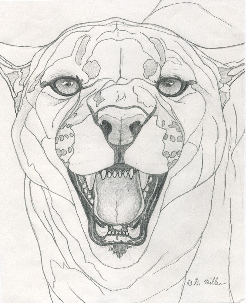 Darin Miller Cougar Pencil Drawing Original Wildlife Art