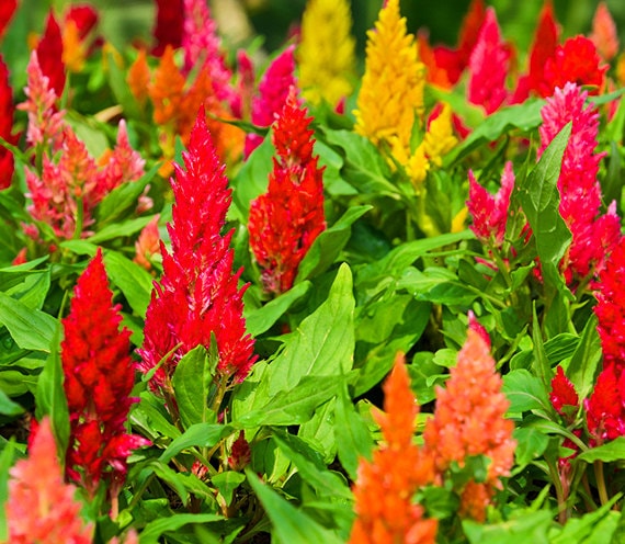 Pampas Plume Celosia Celosia Plumosa Mix Flower Seed by seedshoppe