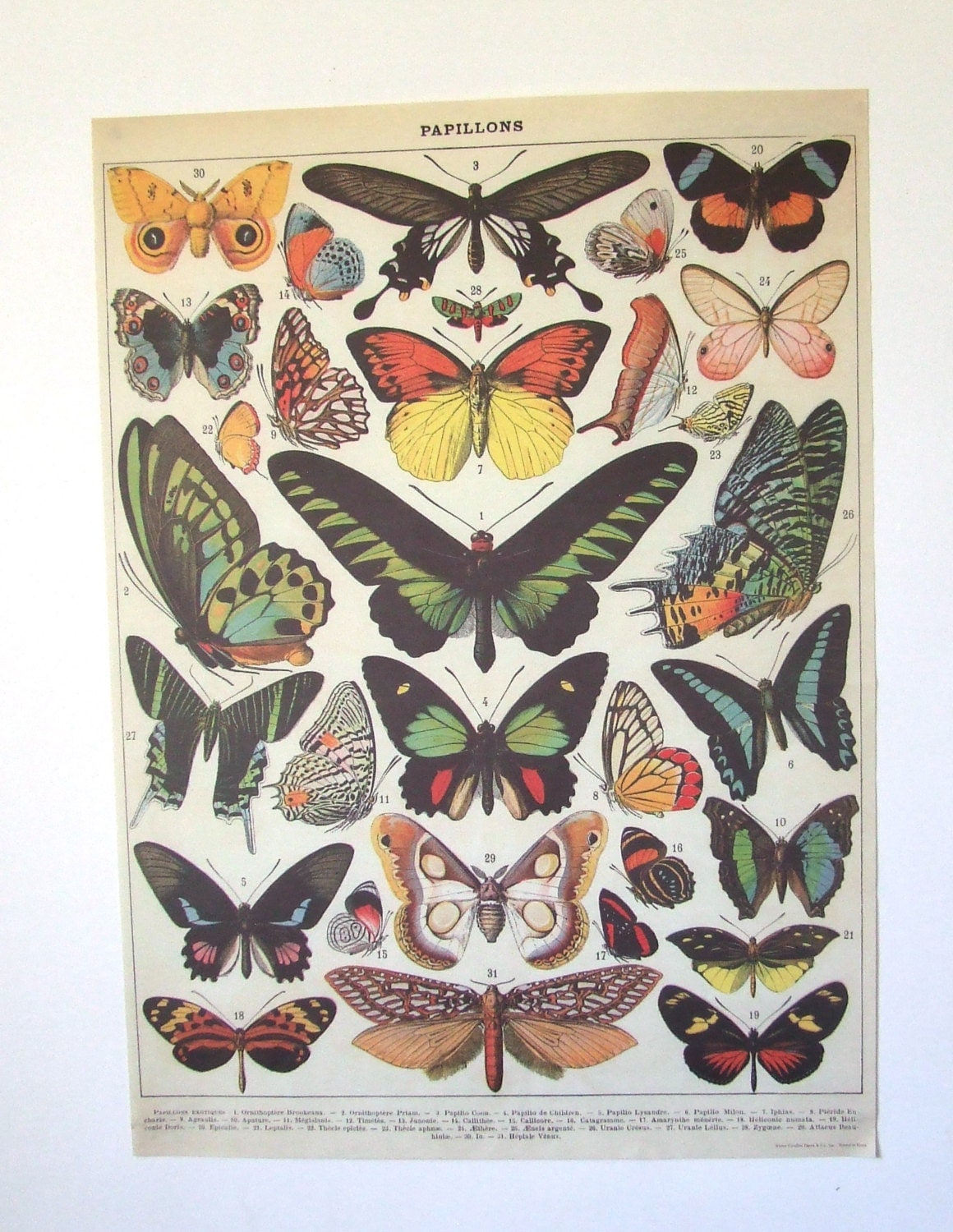 20 x 27 Vintage Butterfly Insect French Specimen Chart Poster
Vintage Butterfly Chart