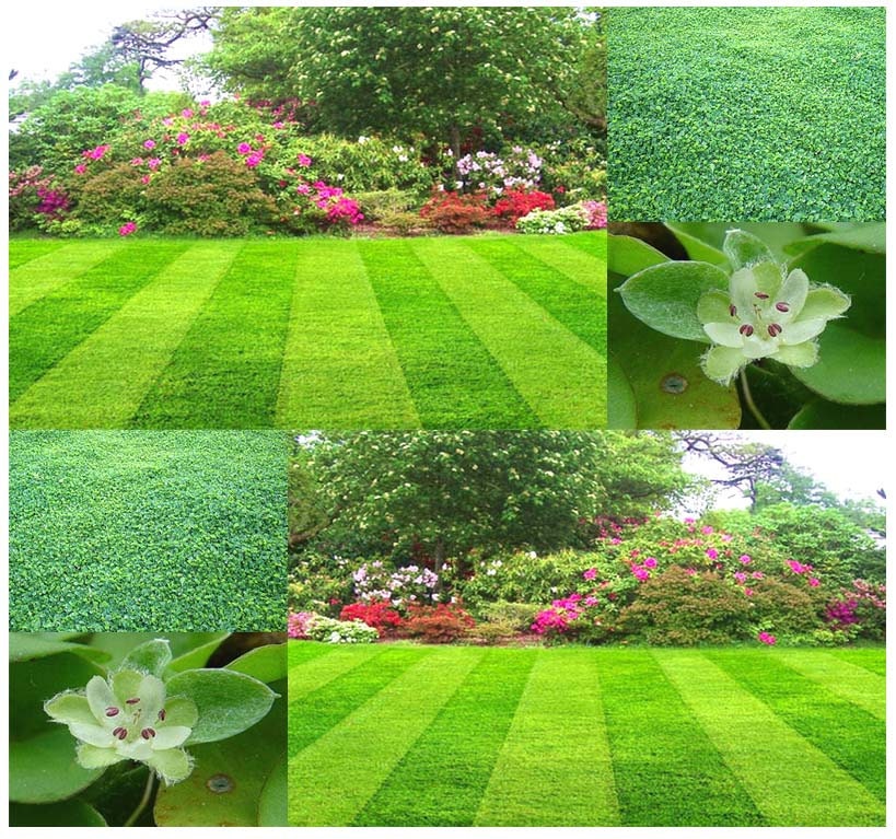 1000 x Dichondra Rasen Grassamen wächst leicht In voller