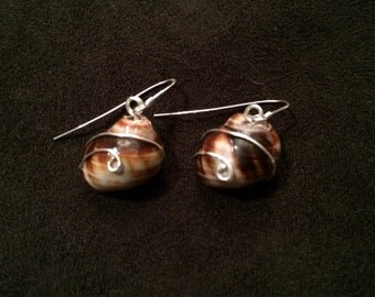 Seashell Earrings Wrapped in Sterling Silver