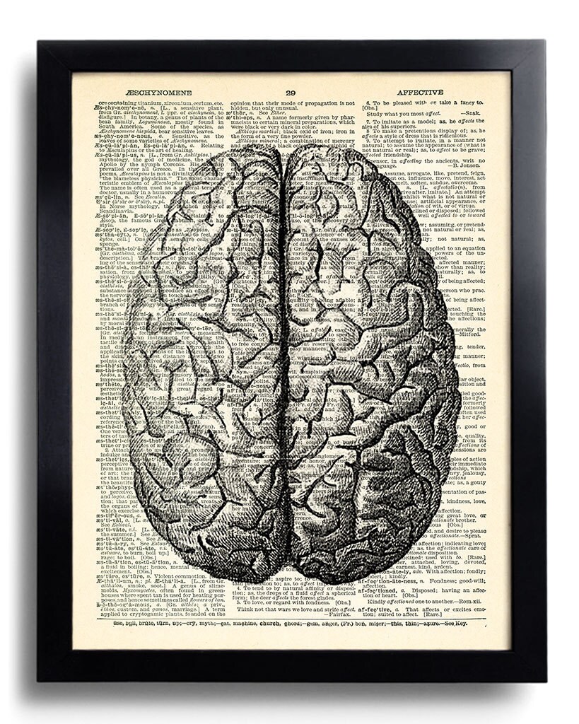 Brain Human Anatomy Anatomical Brain Dictionary Art Print