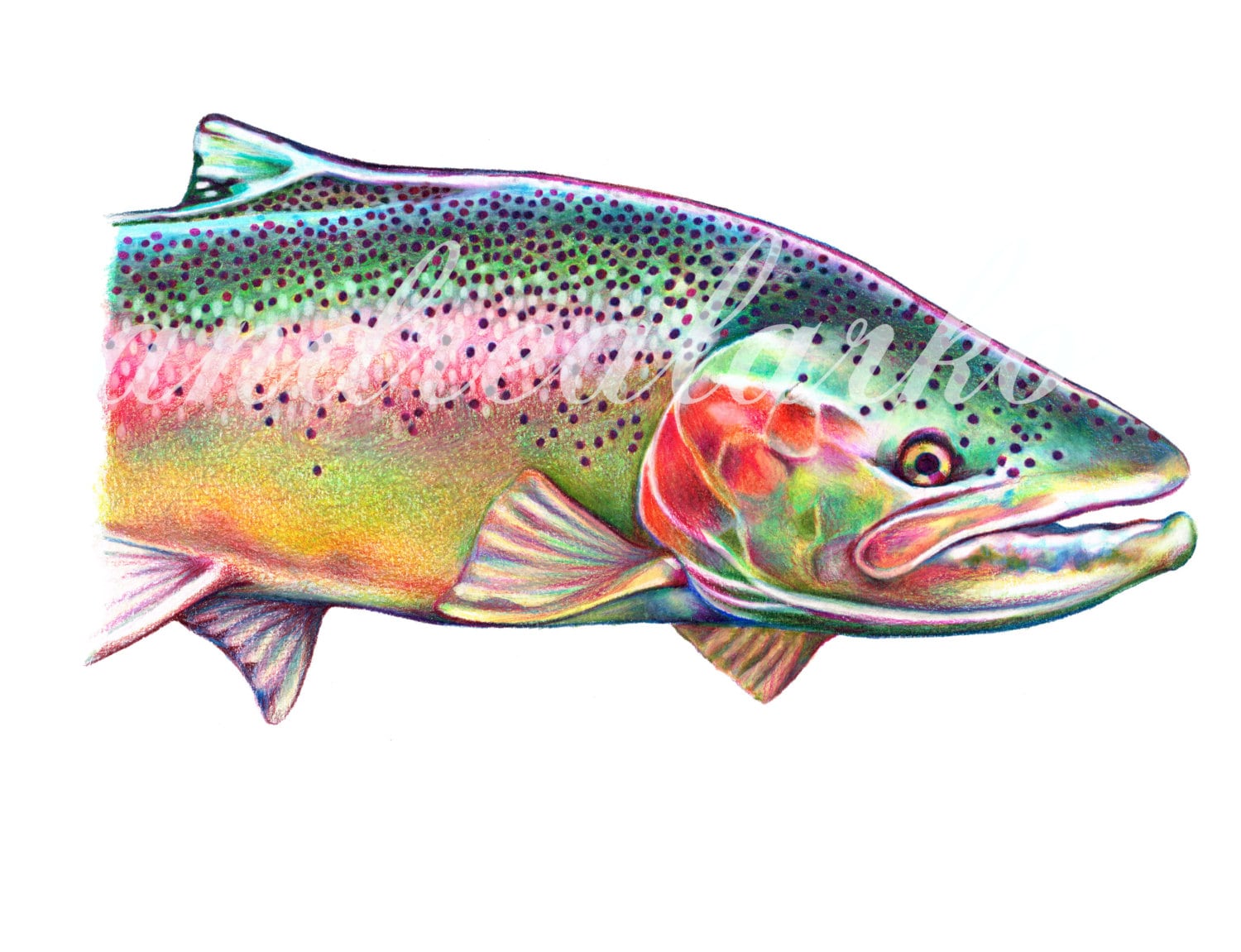 Limited Edition Steelhead Colored Pencil Art Gicleé Print