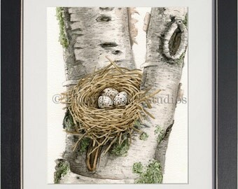 Nest In Birch Tree - archival watercolor print by Tracy Lizotte