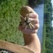 One of a Kind Crystal Spike Ring Bronze