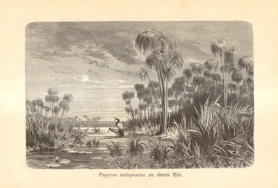 papyrus reed buy papyrus reed buy