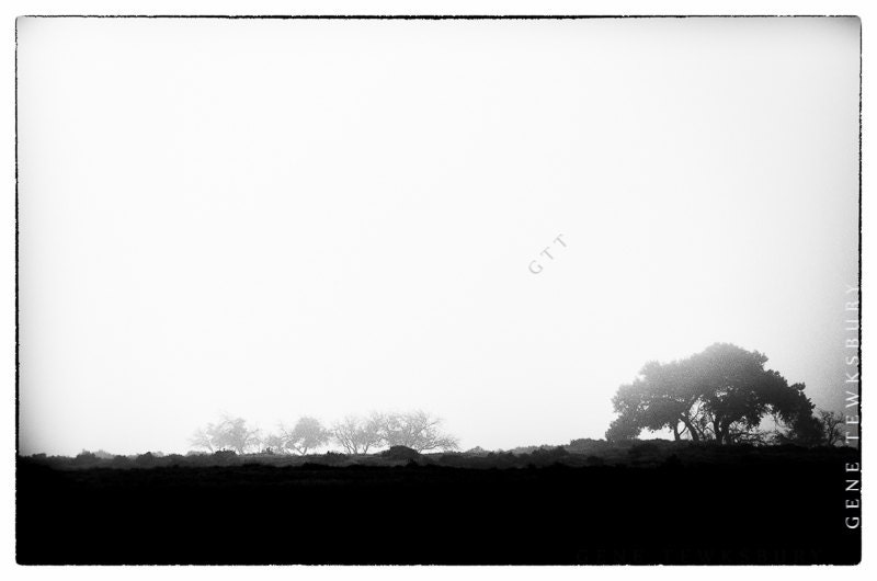 Silhouettes Trees in Fog Black and White Landscape
