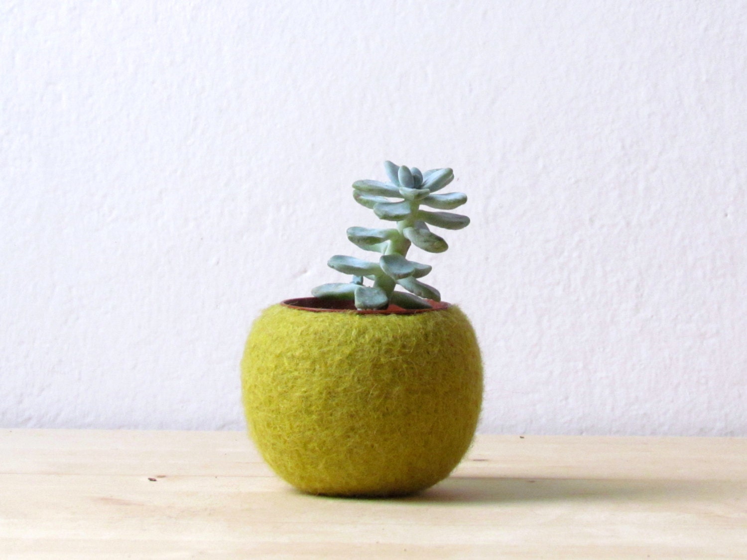 Felt succulent terrarium / felted planter felt bowl