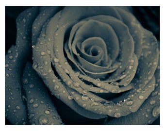 Rose Photography - flower photography nature photography duo tone black