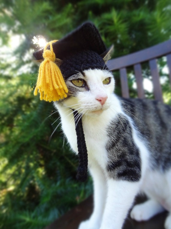 graduation cat plush