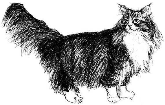 Download Norwegian Forest Cat Illustration Black/White Charcoal Art