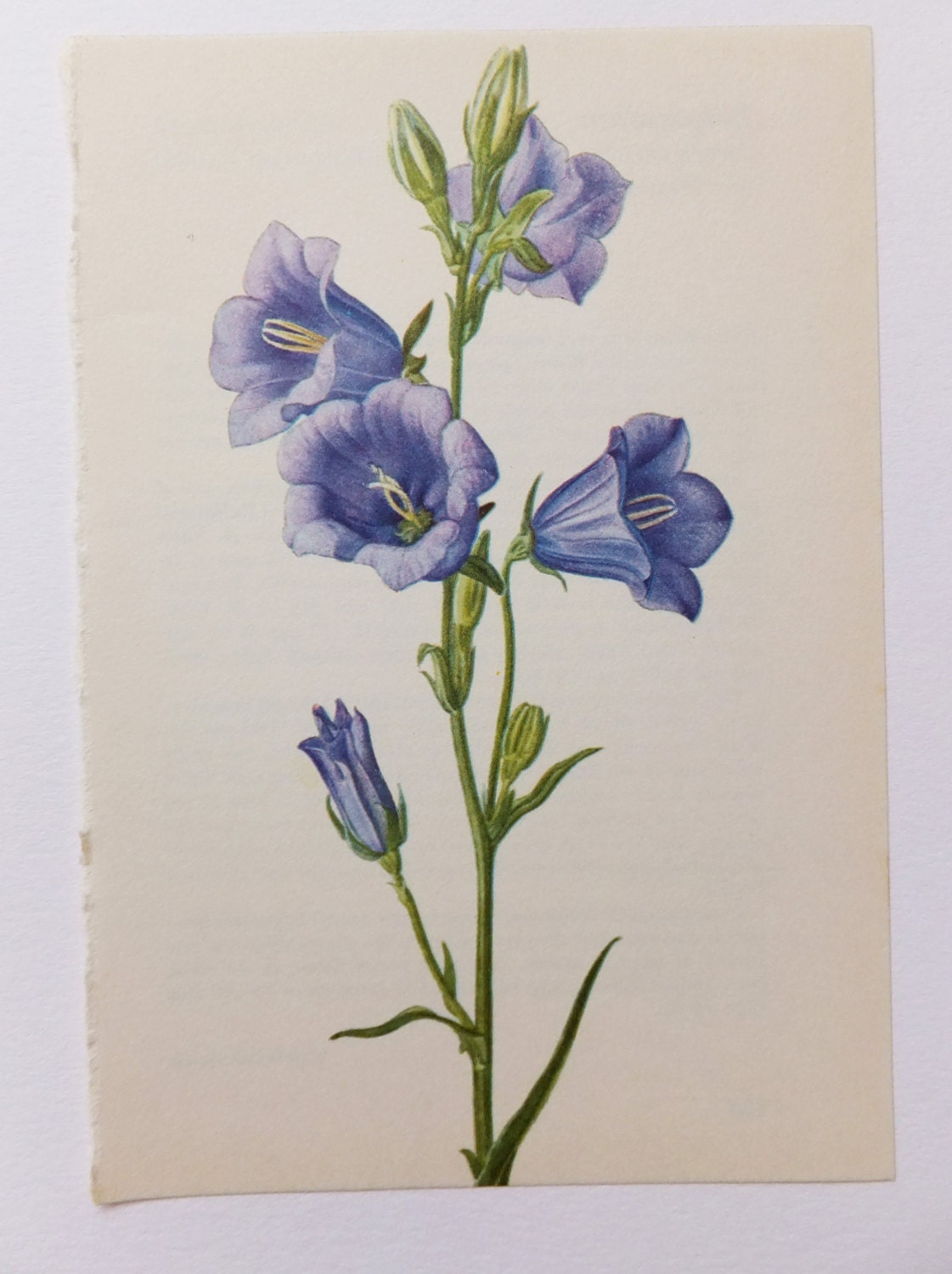 Bellflower. Vintage Flower Picture. Botanical Print. Blue