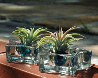 Colorful Air Plants in Glass Tea Candle Terrariums with Colored Glass Beads - Set of 2