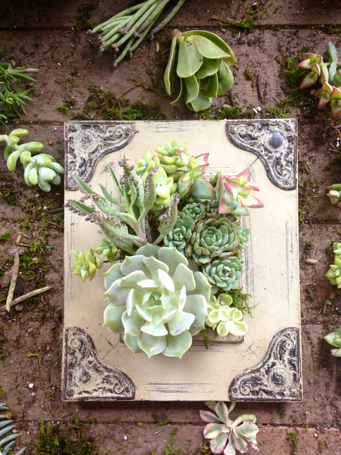 Vertical Succulent Planter Garden