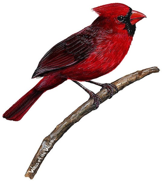 Cardinal Wall Decal