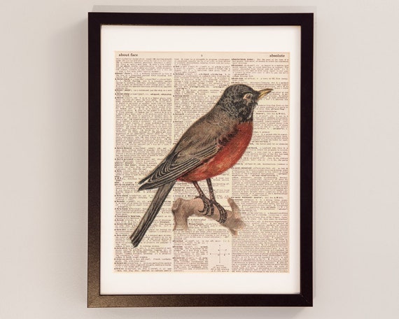 Male and female robin birds picture