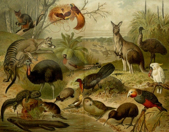 1897 Antique lithograph of AUSTRALIAN FAUNA: Kangaroo