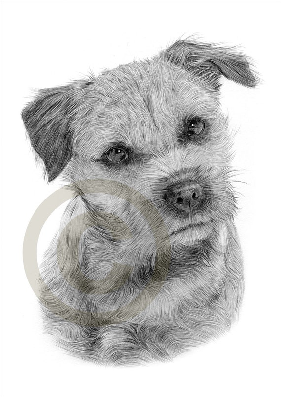 Hund Border Terrier Bleistiftzeichnung Drucken A4Größe