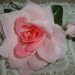 Antonietta R.