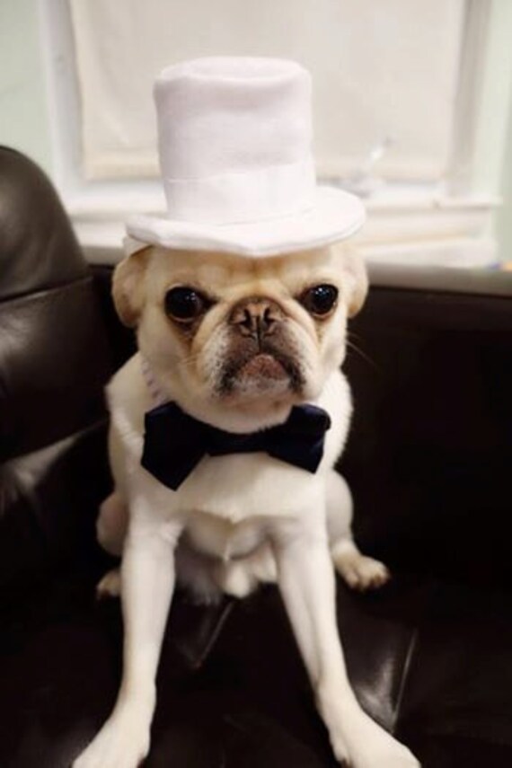 Top hat for Dog or Cat