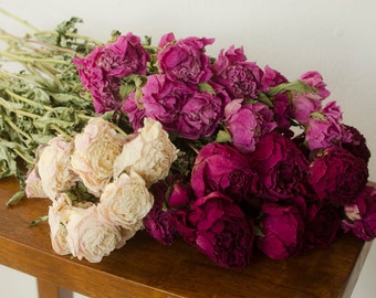 50% OFF Bunch of dried peonies, pink, burgundy, cream, dried peonies, pink peony, cream dried flowers, burgundy dried flowers
