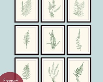 Ferns Garden Botanical Prints (Series E) Set of 9 -Art Prints (Featured in Cream and Thyme Green)