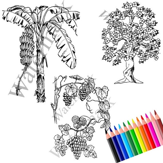 Items similar to Instant Download - Pack of 3 Colouring Pages - Banana