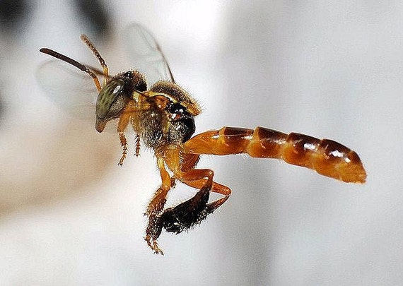 Stingless Bee Raw Honey