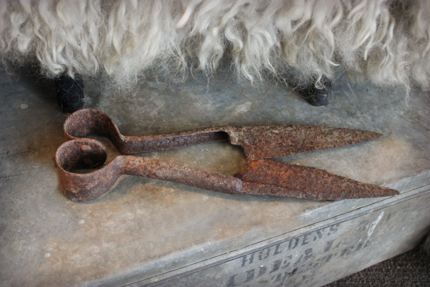 Antique Sheep Shearers / Rusty Farm Tool / Livestock Shearers